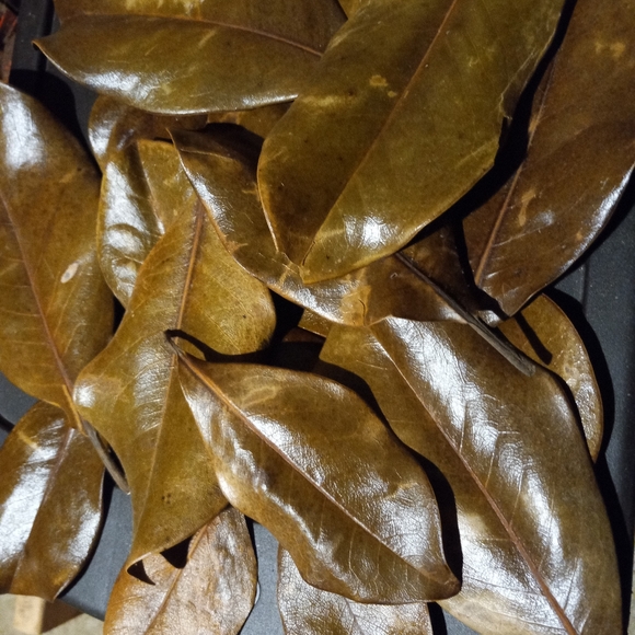 Magnolia leafs Hand Selected and Barn Dried in Summer Season Ready for  purchase - Picture 3 of 4
